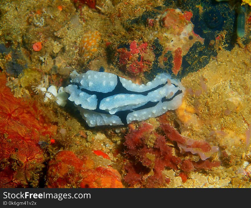 True sea slug