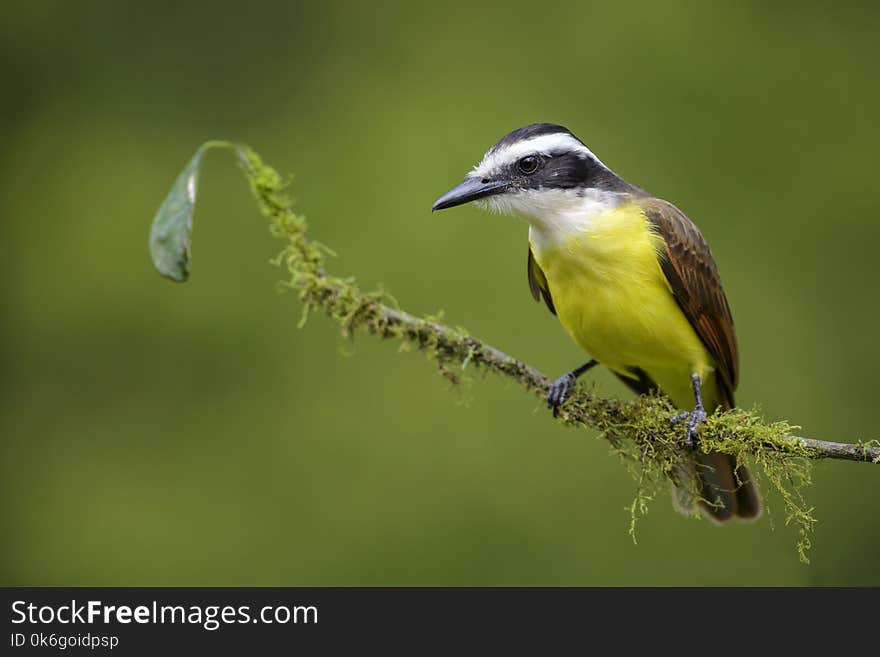 Great Kiskadee - Pitangus sulphuratus, beautiful yellow perching bird from Cental America, Costa Rica.