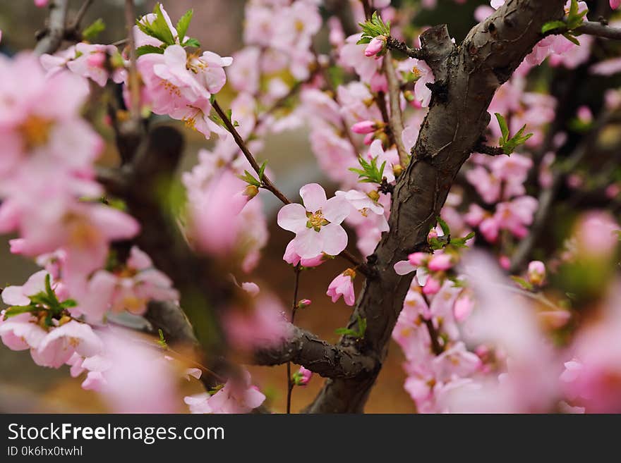 The pretty blooming peach blossoms in Beijing Botanical Garden, China. The pretty blooming peach blossoms in Beijing Botanical Garden, China.