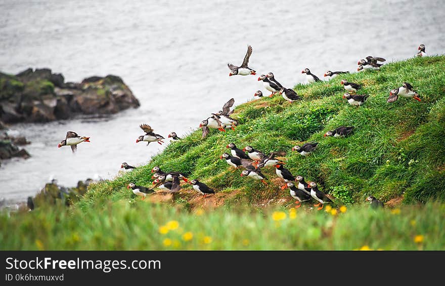 Landscape and North Atlantic puffins at Icelandic seashore