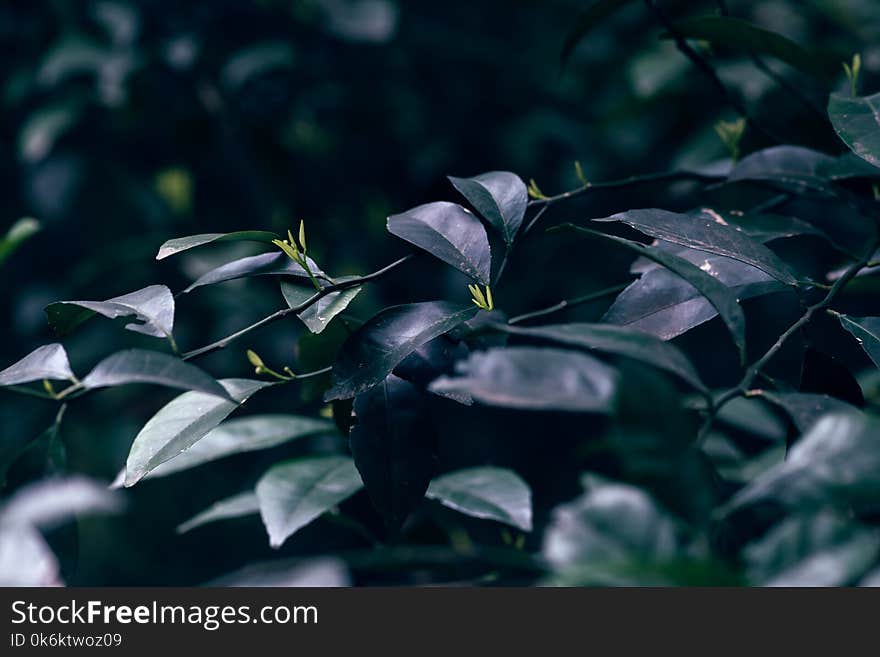 tender shoot-Loropetalum chinense