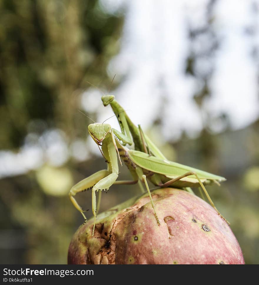 Mantis on a red background. Mating mantises. Mantis insect predator.