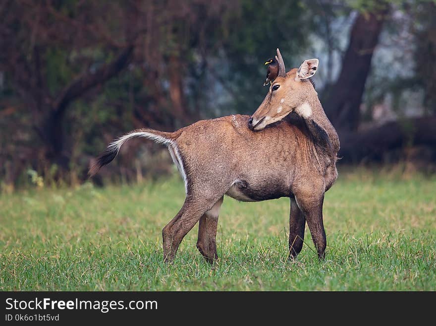 Male Nilgai Boselaphus Tragocamelus With Brahmini Myna Sitting