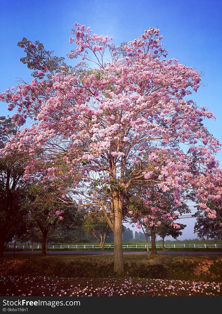 A big tree pink color flesh on sky lighting soft