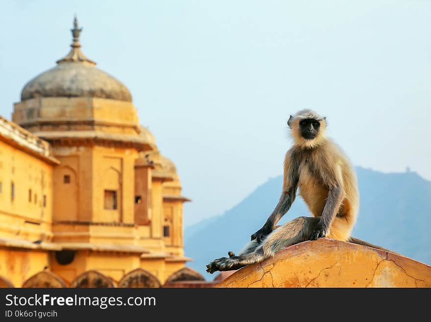 Gray langur sitting in Amber Fort near Jaipur, Rajasthan, India. Gray langurs are the most widespread langurs of South Asia.