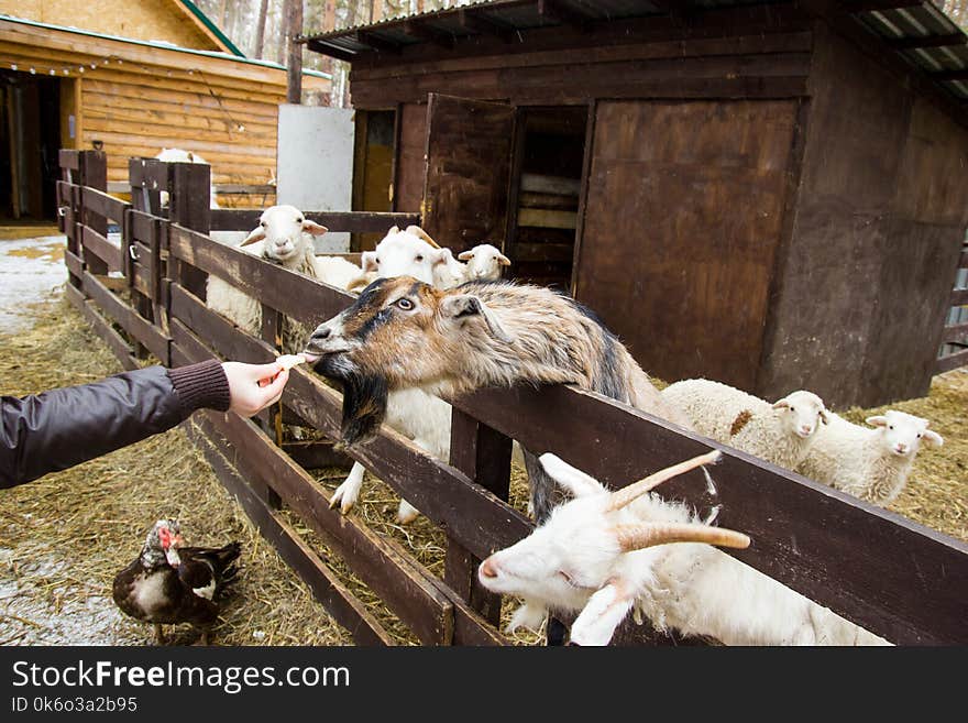 Man feeding sheep in the paddock