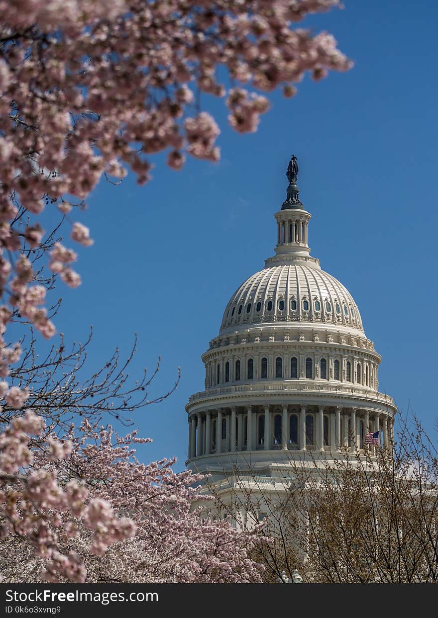 The Capitol Building Dome And Cherry Blossoms In Spring