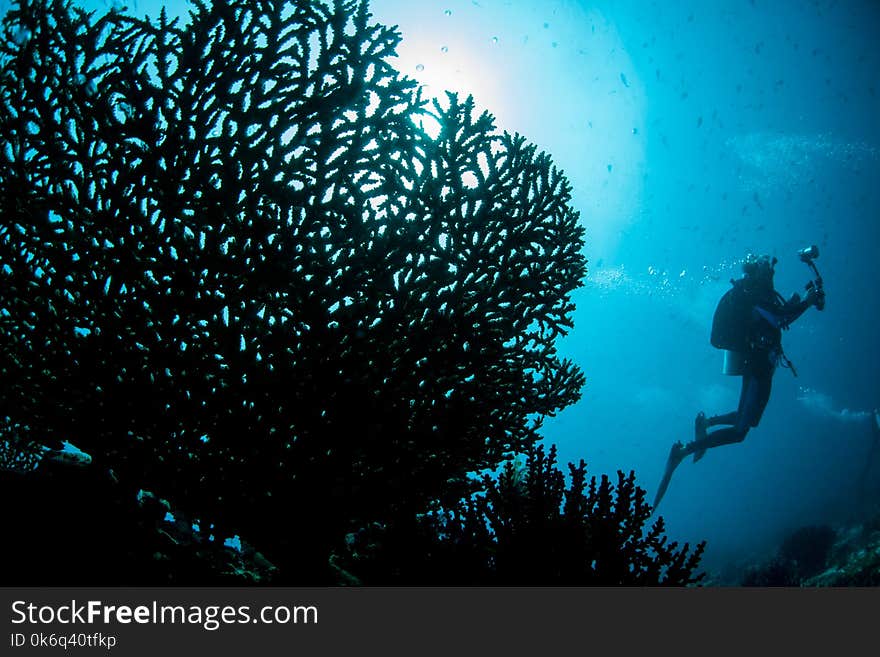 A diver explores a fragile but healthy coral reef growing in Raja Ampat, Indonesia. This tropical region is known as the heart of the Coral Triangle due to its marine biodiversity. A diver explores a fragile but healthy coral reef growing in Raja Ampat, Indonesia. This tropical region is known as the heart of the Coral Triangle due to its marine biodiversity.