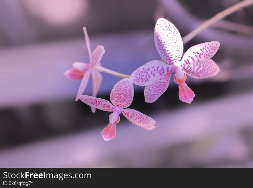 Pink Beautiful Orchid In The Garden