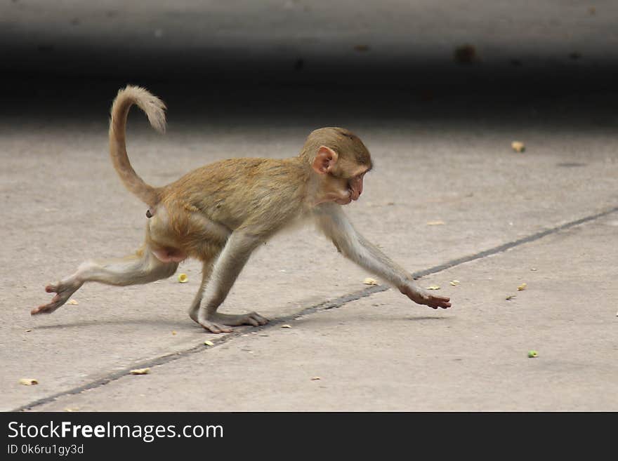 Monkey Is In The Park At Thailand.