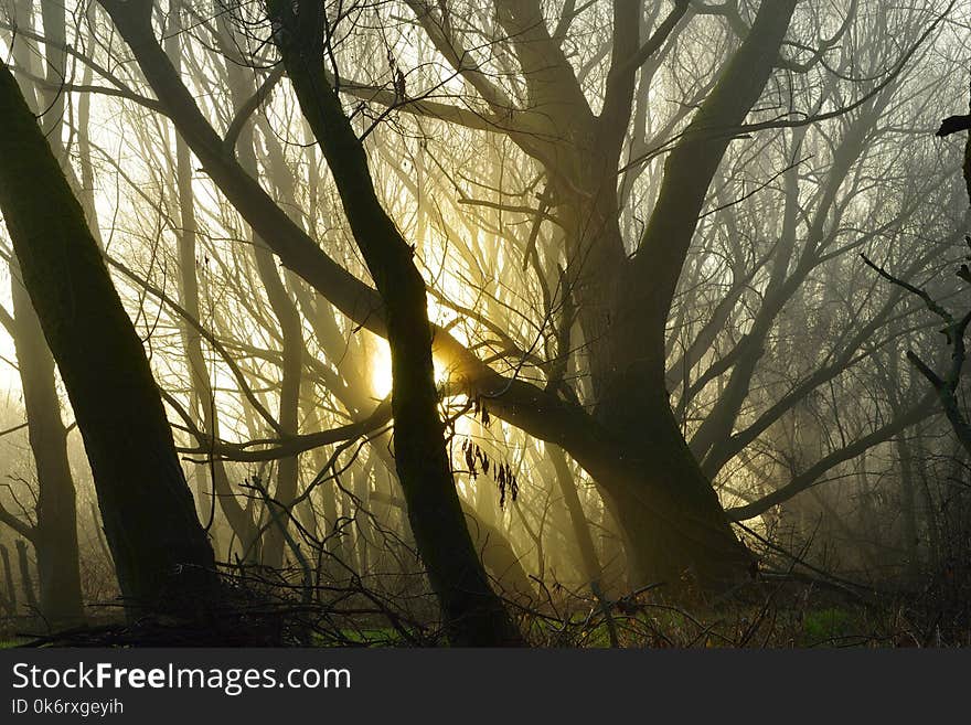 Foggy morning in forest