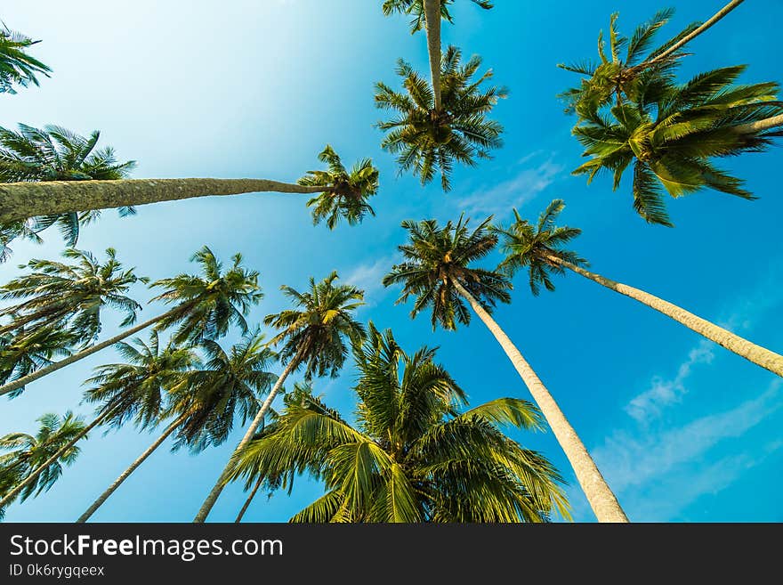 Beautiful coconut palm tree on blue sky background