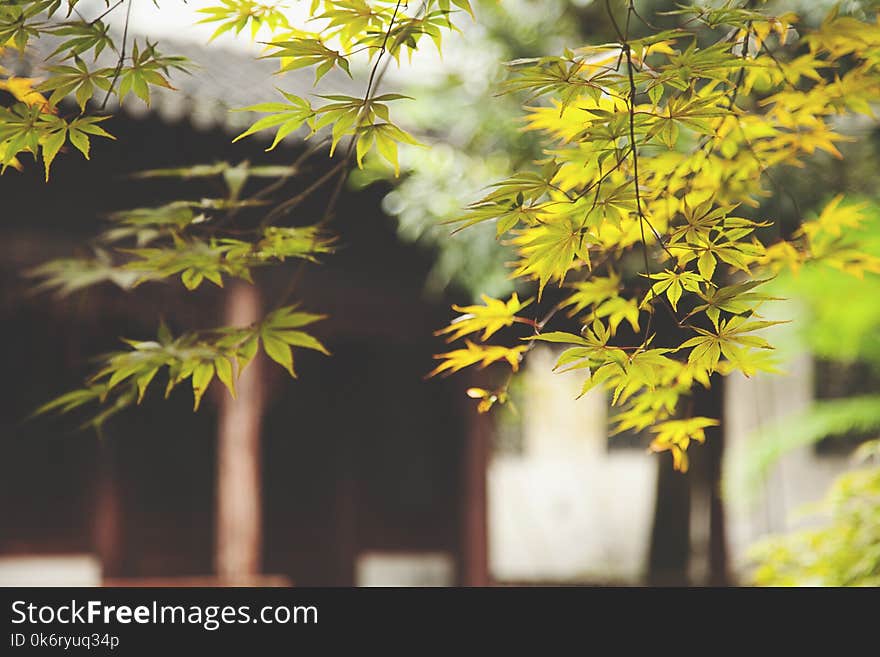 Autumn maple leave in Chinese temple. Autumn maple leave in Chinese temple