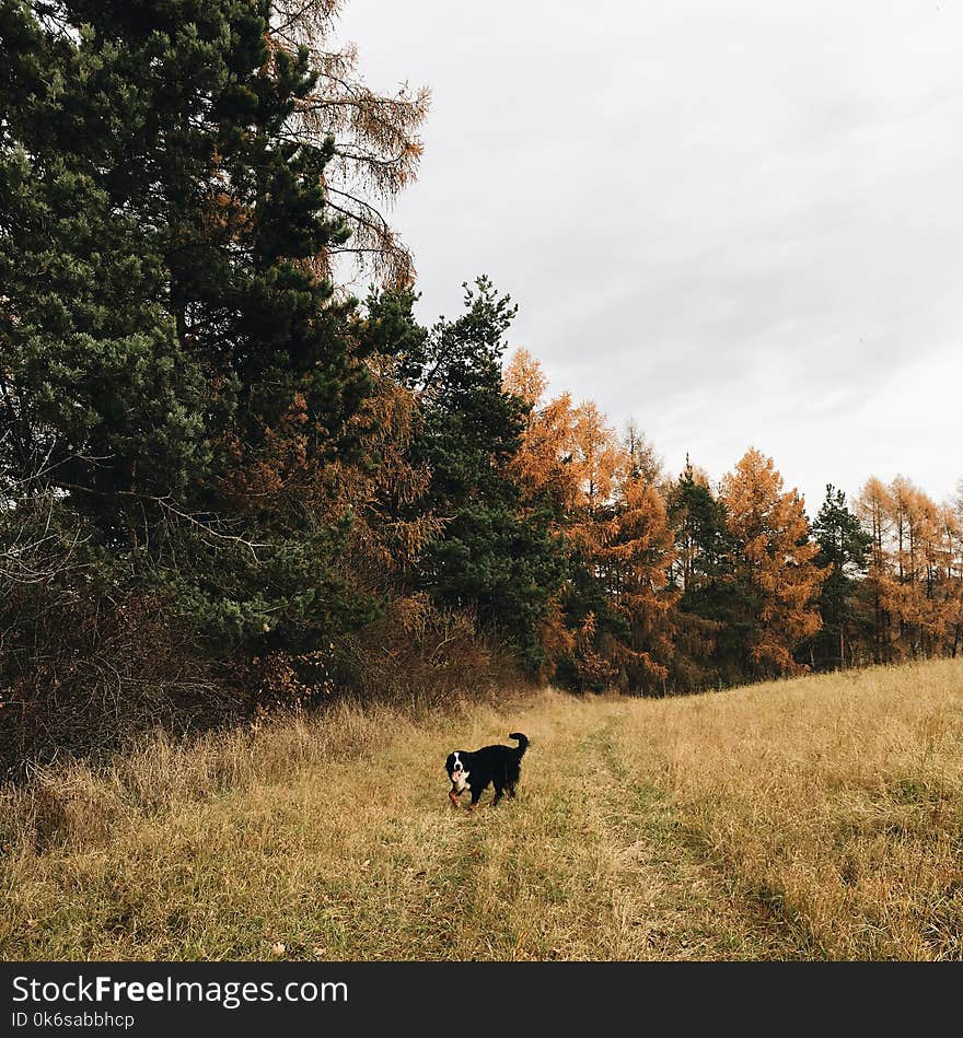 Short-coated Black and White Dog Standing in Forest