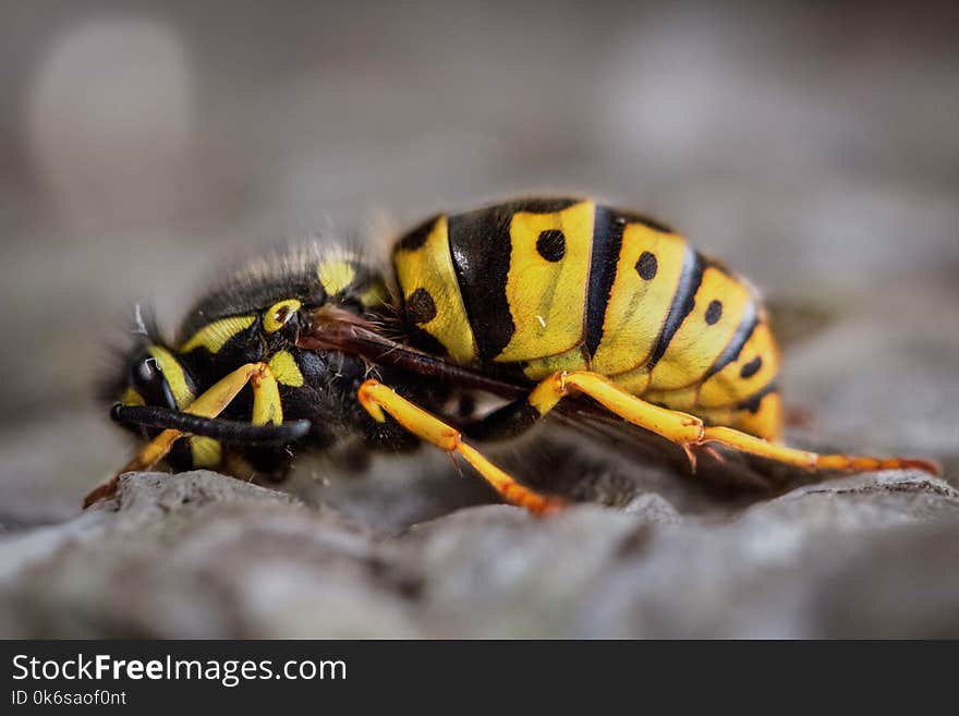 Gravid Yellow Jacket Wasp Close-up Photography