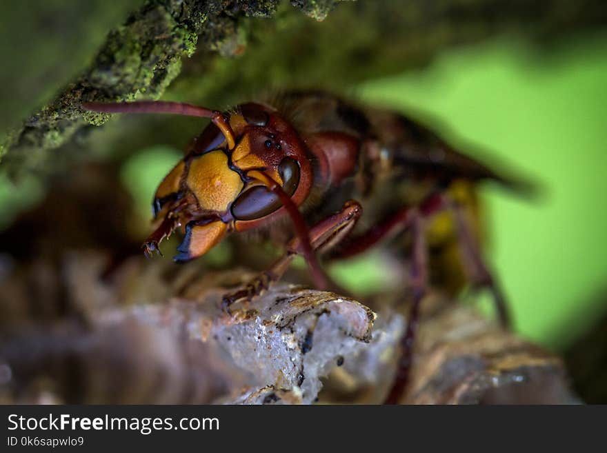 Hornet Macro Photography