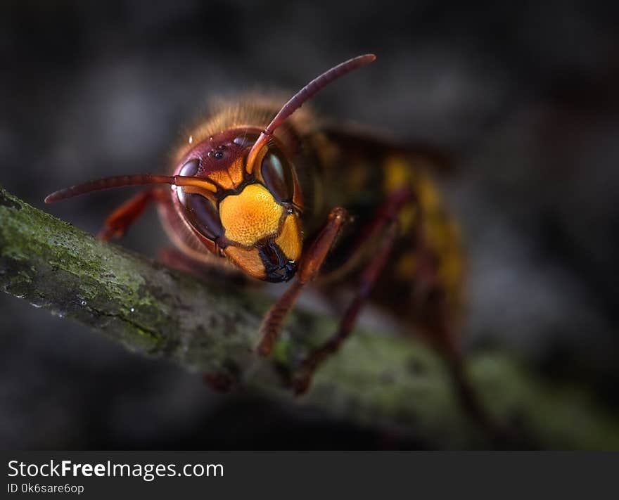 Yellow Jacket Wasp Macro Photography