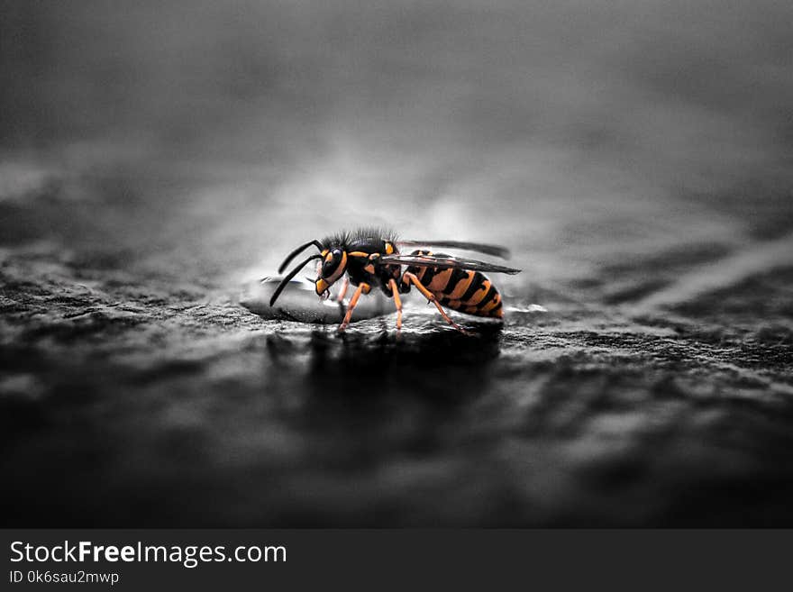 Gravid Yellow Jacket Wasp Closeup Photography