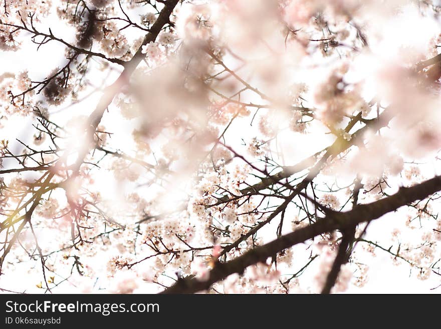 Cherry Blossoms