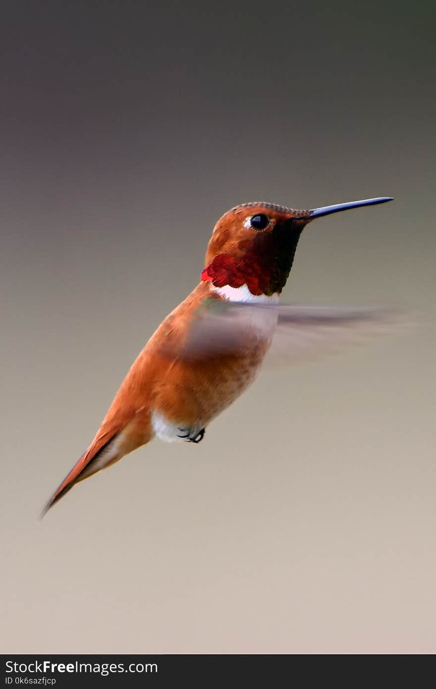 Closeup Photography of Humming Bird
