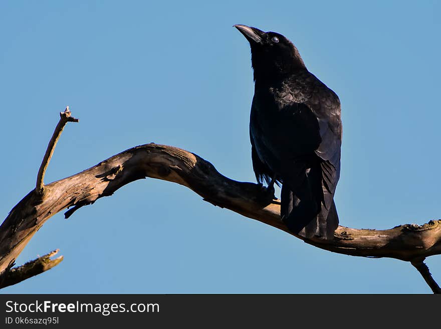 Black Bird on Top of Brown Driftwood