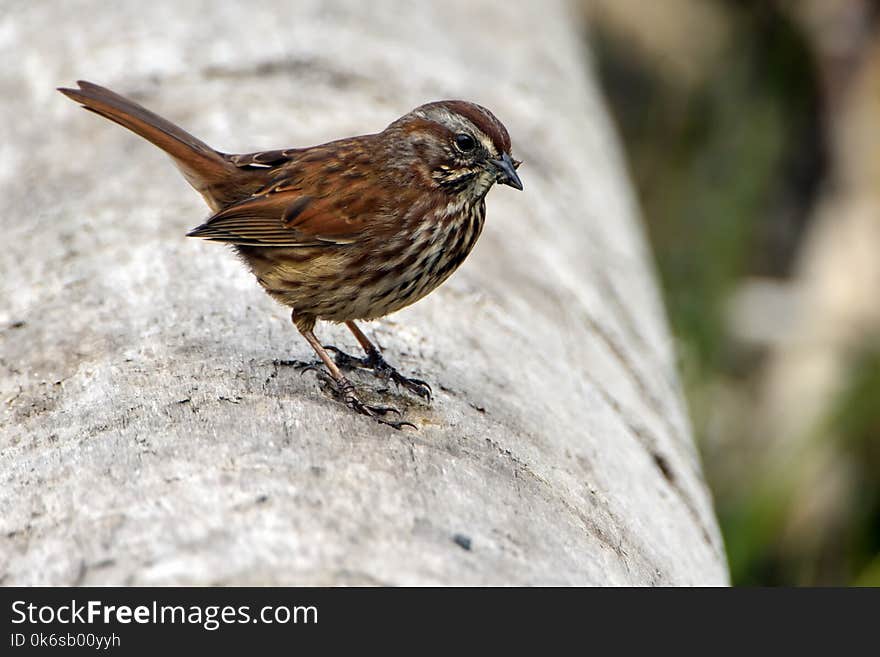 Close Up Photo of Brown Sparrow Bird