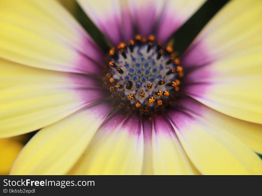 Yellow and Pink Flower