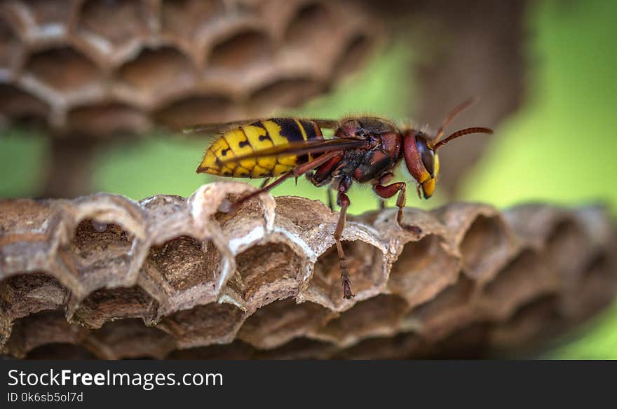 Yellow Jacket Wasp on Hive Closeup Photography