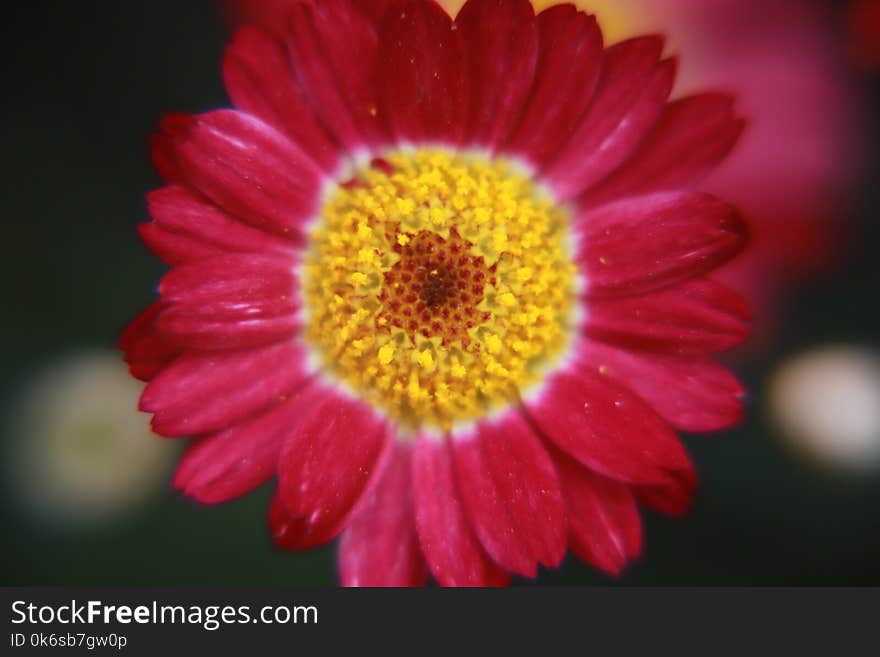 Shallow Focus Photography of Pink Flower