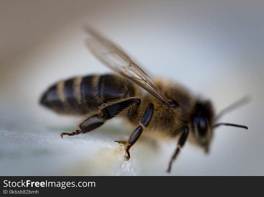 Honeybee Closeup Photography