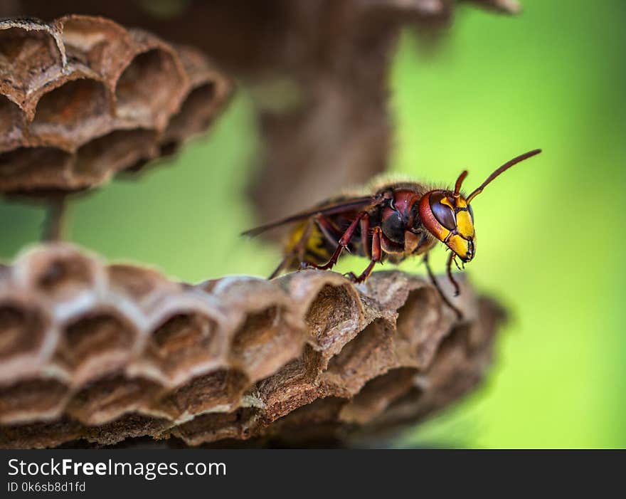 Macro Lens Photography of Yellow and Red Bee