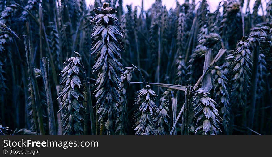 Selective Photography Of Wheat