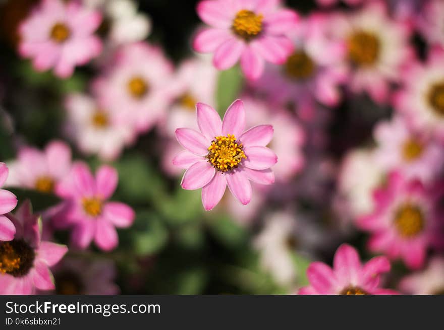 Close-Up Photography of Pink Flower