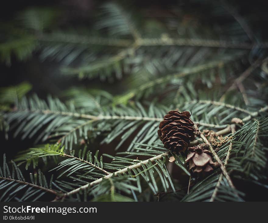 Close-Up Photography of Brown Pine Cone on Green Leaves