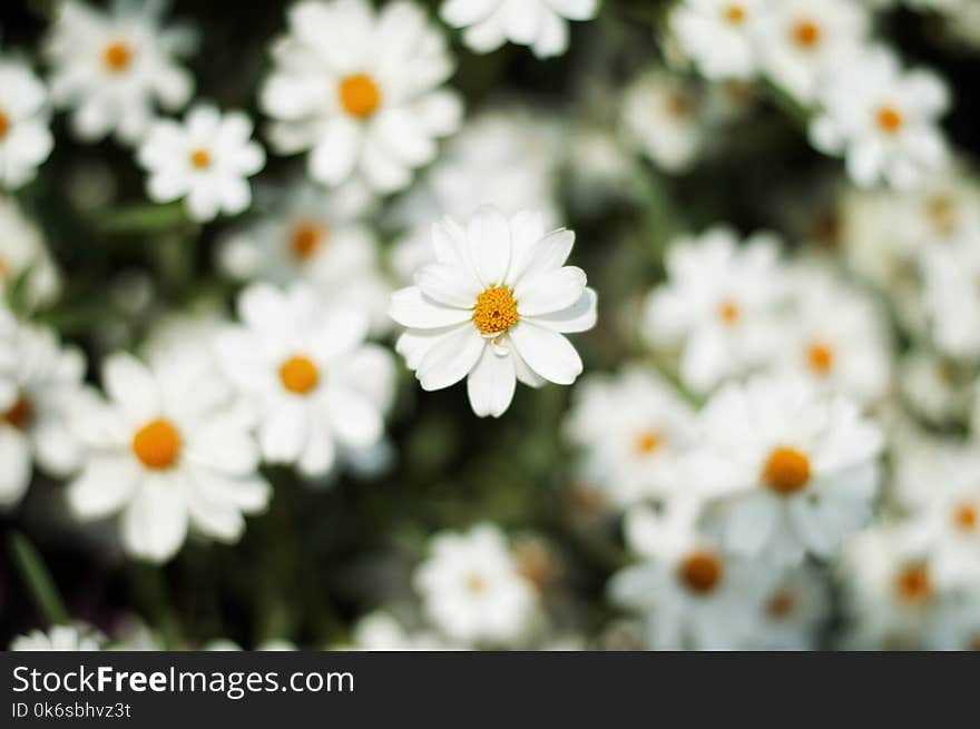 Close-Up Photography of White Daisy