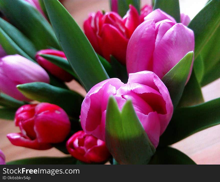 Close-Up Photography of Tulips