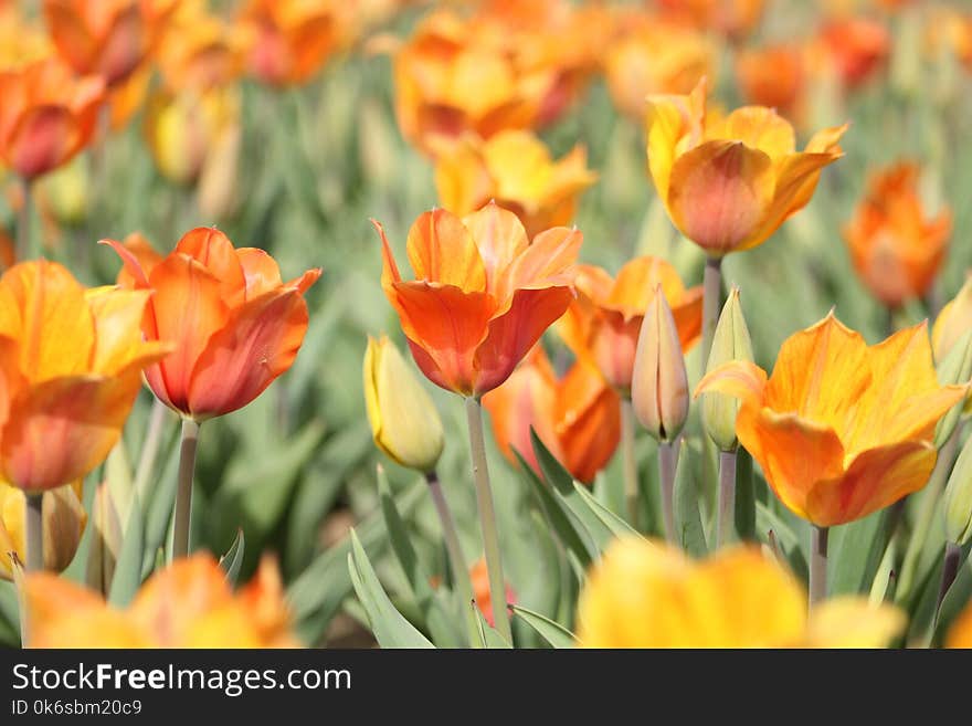 Orange Tulip Field