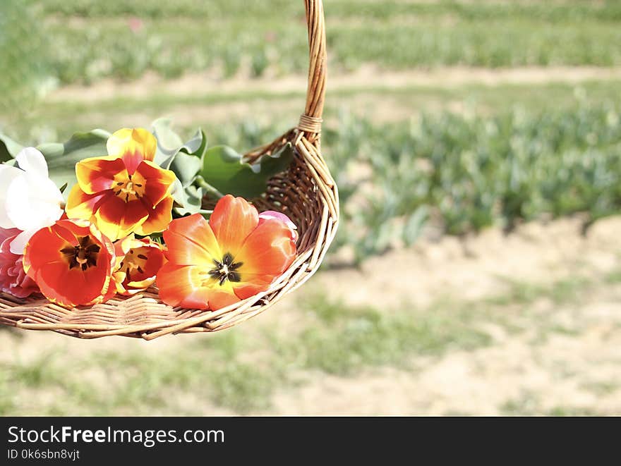 Assorted Flowers On Brown Wicker Basket