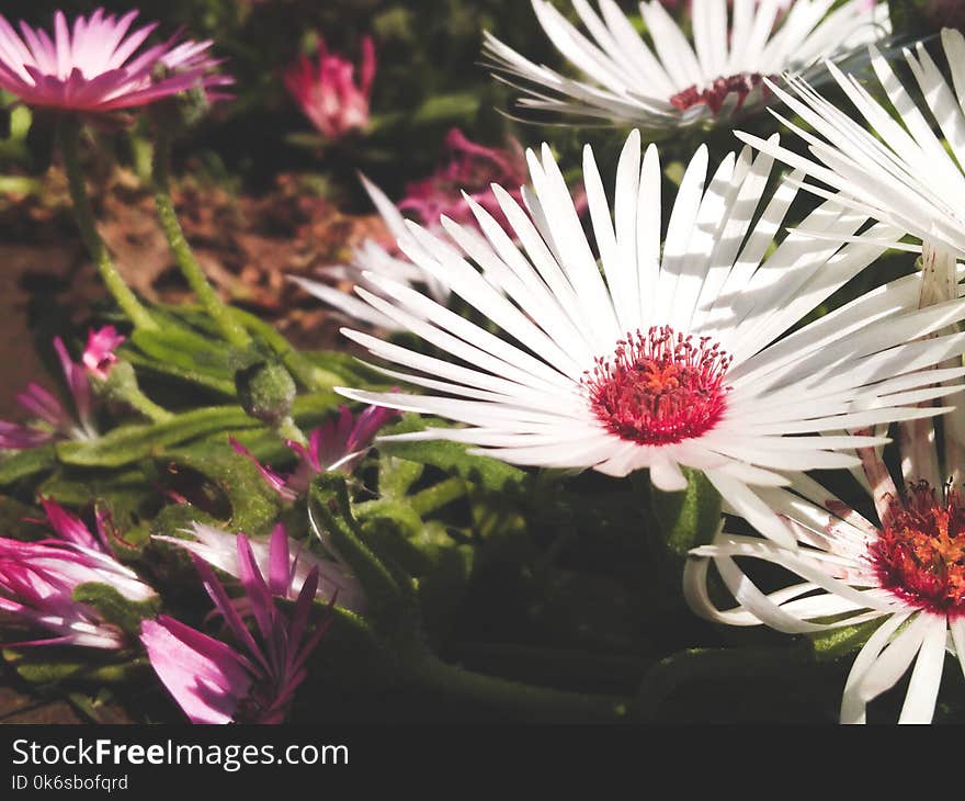 Close-up Photo Of A White Petaled Flowers