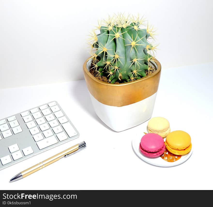 Cactus And Three Macaroons