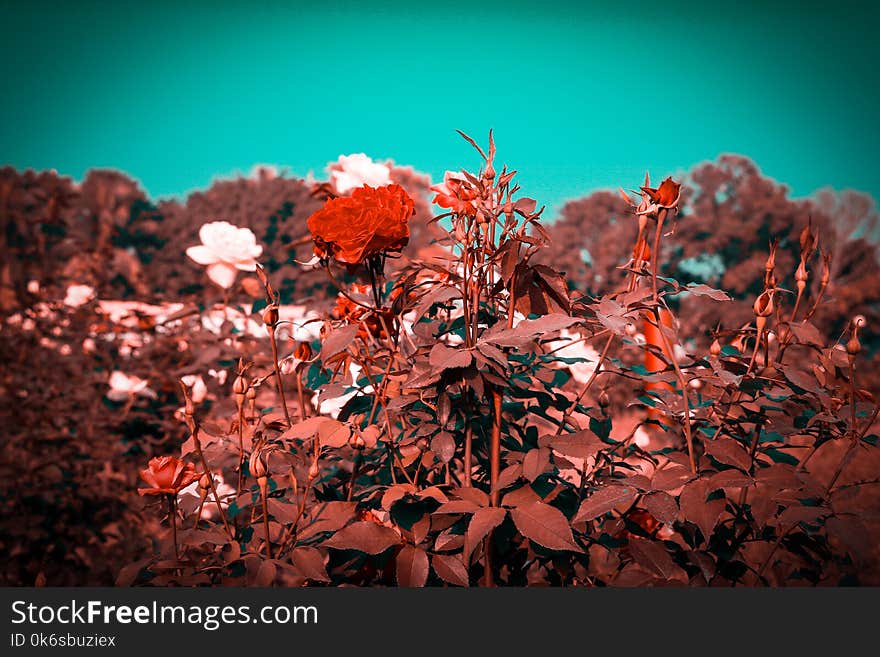 Red And White Roses