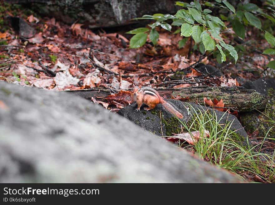 Selective Focus of Squirrel