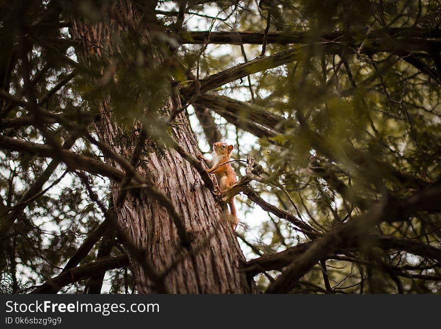 Selective Focus Photograph of Squirrel on Trunk