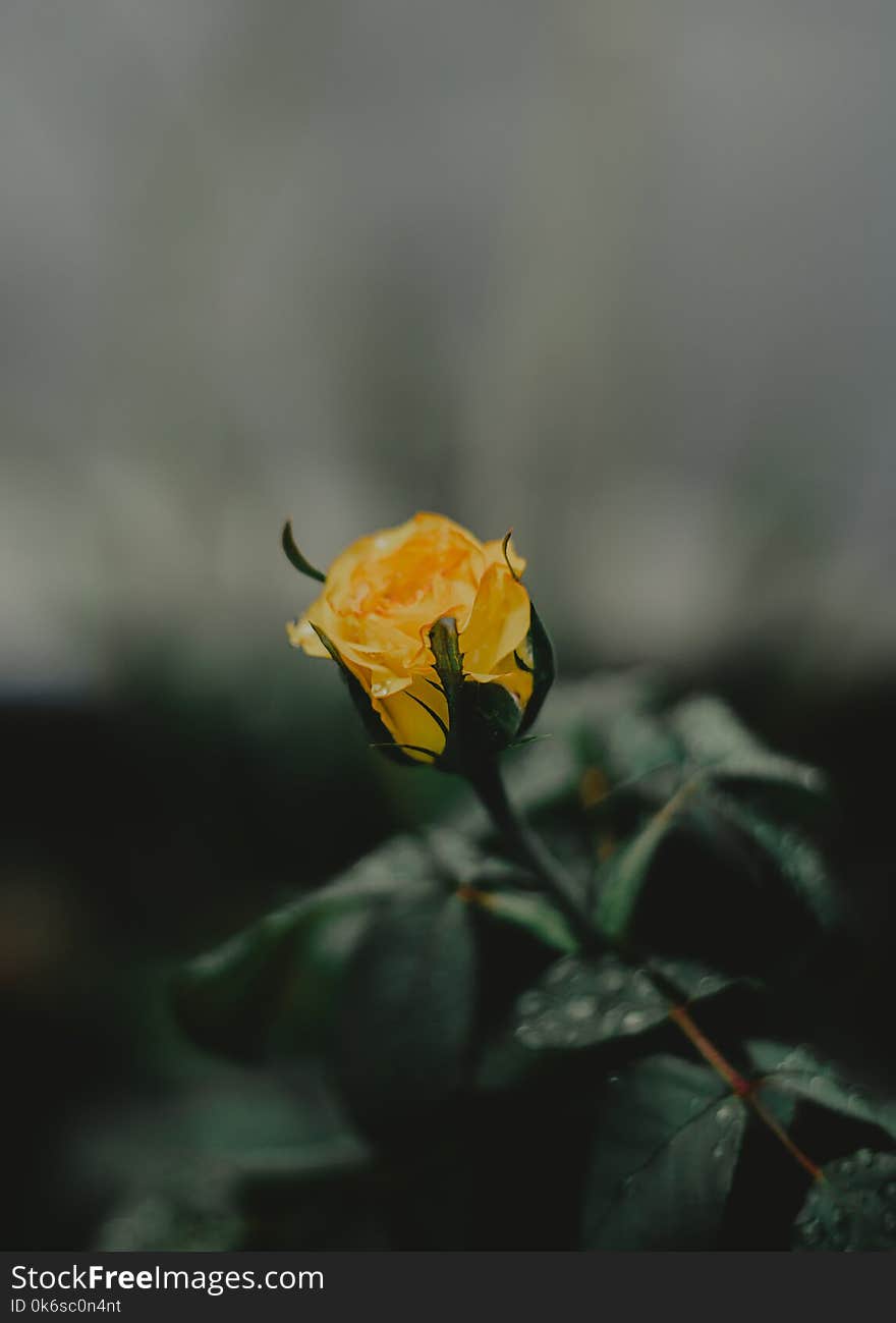 Selective Focus Photography Of Yellow Rose