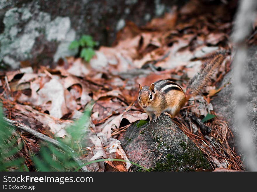 Brown and Black Squirrel on Gray Rock