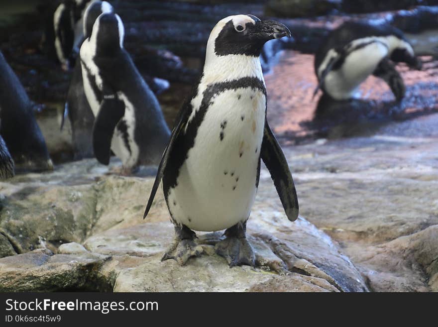 Black And White Penguins