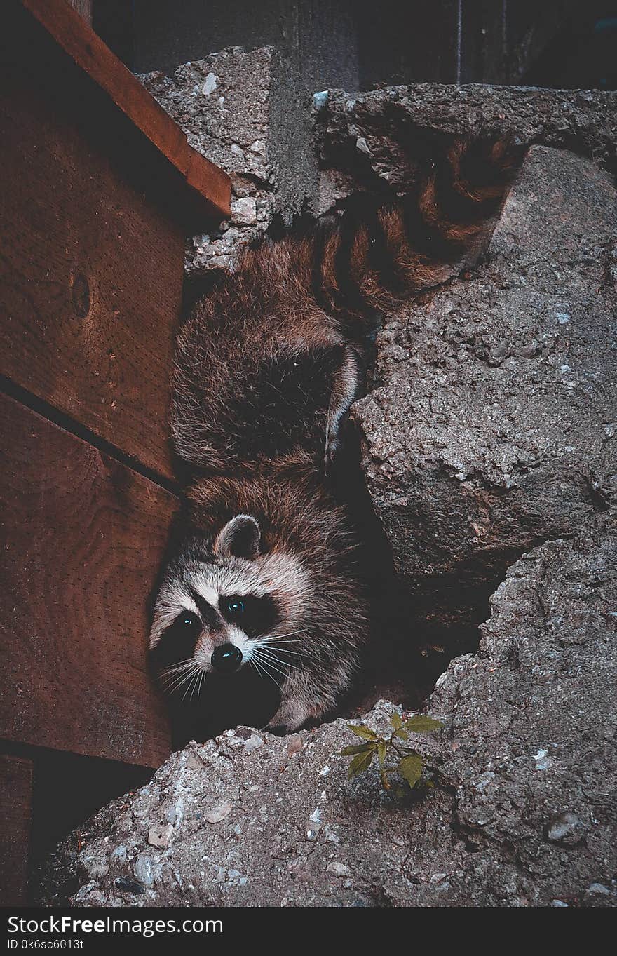 Raccoon