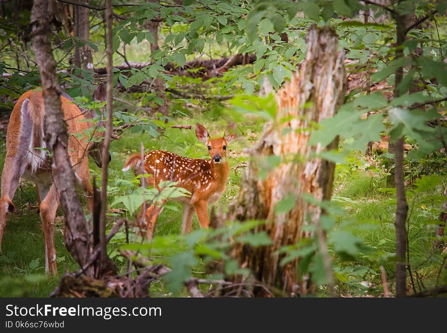 Selective Focus Photography of Does