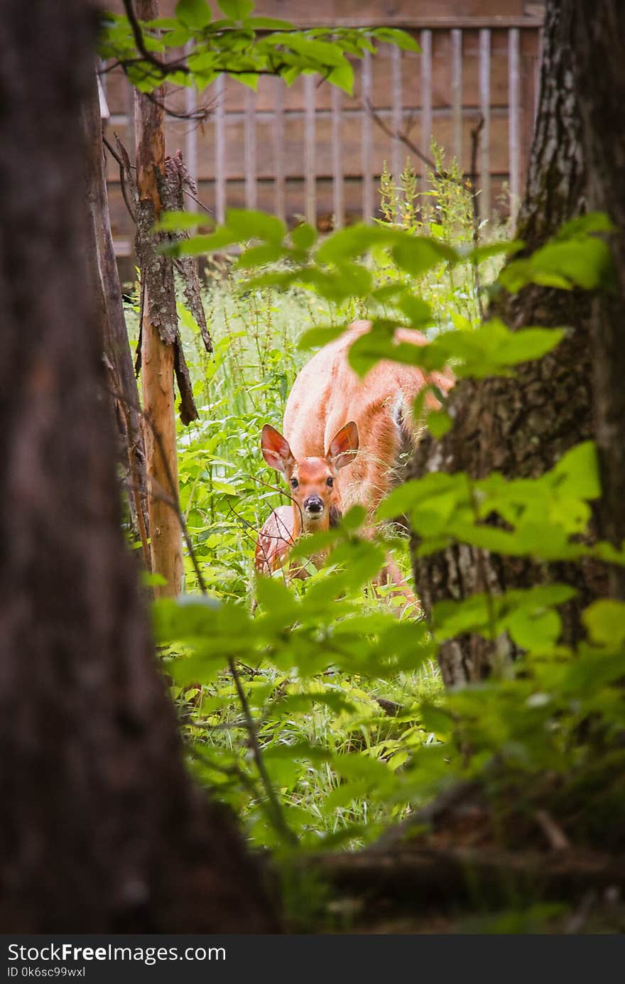 Brown Deer