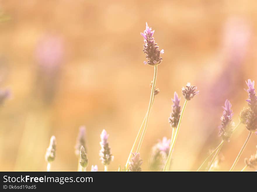 Purple Petaled Flowers